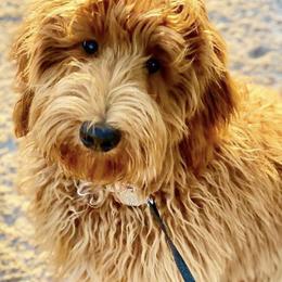 Aussiedoodles, Bernedoodles, Goldendoodles, and Poodles from K Brand Doodles