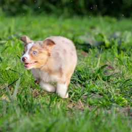 Australian Shepherd Puppies from Kenmont Kennels