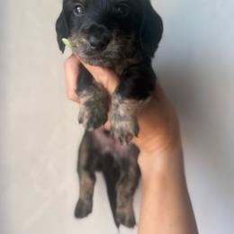 Bruce - Brindle male Dachshund puppy in Oklahoma City, Oklahoma from Barrett’s Doxie Farm