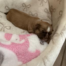 Shih Tzu Puppies from Shih Tzu Puppy in Orlando