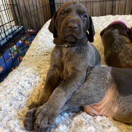 German Shorthaired Pointer Puppies from Lauren Kennedy