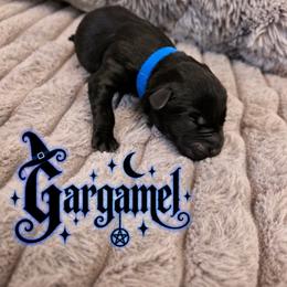 Dark blue - Black male Labrador Retriever puppy in Bartlett, Tennessee from Red Hearts Labradors