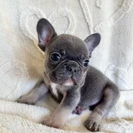 Girl 2 - Tricolors female French Bulldog puppy in City Of Industry, California from Cert. Frenchies