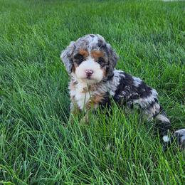 Cassie - Blue merle female Bernedoodle puppy in East Earl, Pennsylvania from Mountainside Puppies