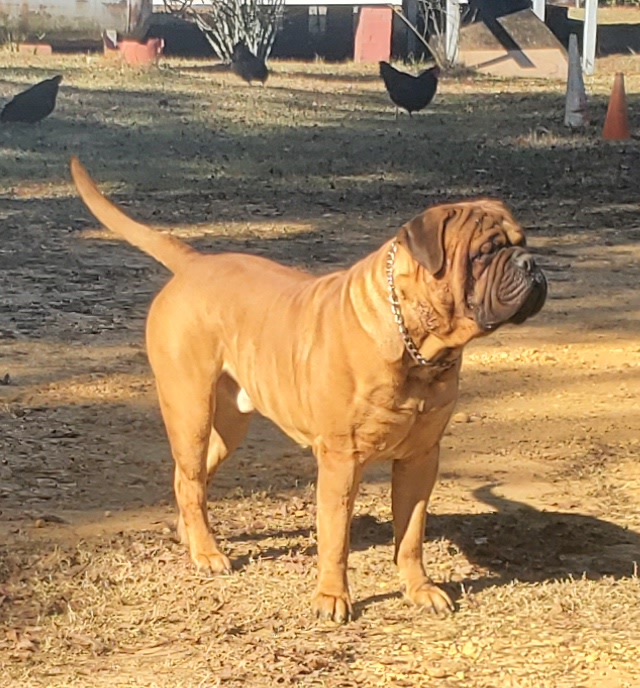 Bullmastiff puppies from HFA BULLMASTIFFS