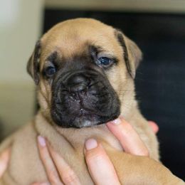 Bullmastiff Puppies from Guardian Angel Bullmastiff