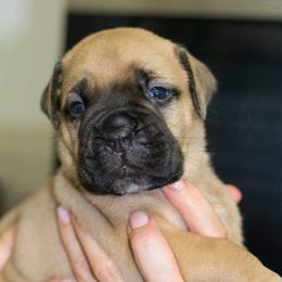 Bullmastiff Puppies from Guardian Angel Bullmastiff