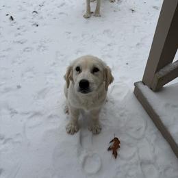 Opie - Light golden male Golden Retriever puppy in Greensboro, North Carolina from Lewis Goldens