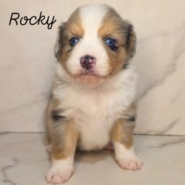 Rocky - Red merle male Toy Australian Shepherd puppy in Bethany, Oklahoma from Donna's Toy & Mini Aussies