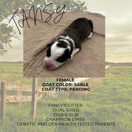 Tansy - Sable female Pembroke Welsh Corgi puppy in Elberta, Utah from 3F Farms- Pembroke Welsh Corgis and Irish Wolfhounds