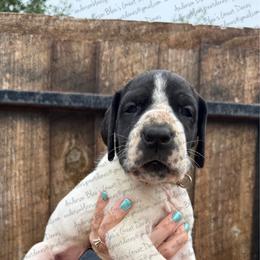 Celeste - Black female Great Dane puppy in Granbury, Texas from Anderson Blau’s Great Danes