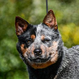 Australian Cattle Dog puppies from Reaver Australian Cattle Dogs