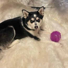 Bebe - Pomsky
