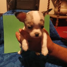 Mr.Eyebrow - Merle male Chihuahua puppy in Federalsburg, Maryland from Mobley Chihuahuas