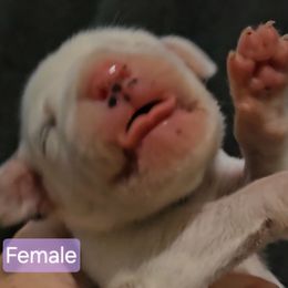 Lilac - White and black female Dalmatian puppy in Adamstown, Maryland from Sprinkled with Hearts Dalmatians