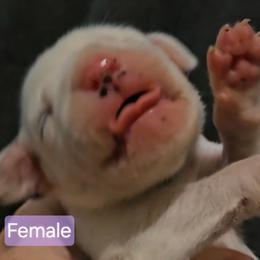 Lilac - White and black female Dalmatian puppy in Adamstown, Maryland from Sprinkled with Hearts Dalmatians