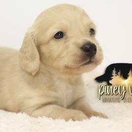 Dachshund Puppies from Piney Woods Miniature Dachshunds