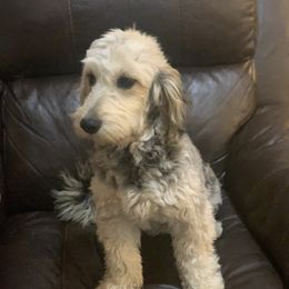 Clover - Goldendoodle