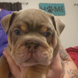 Bulldog Puppies from Rougaroux Bulldoge