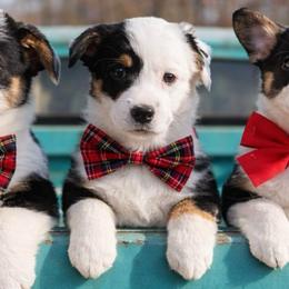 Grinch - Black and tan male Pembroke Welsh Corgi puppy in Star City, Arkansas from T4 Farms