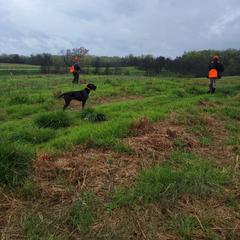 German Wirehaired Pointer Puppies from Fleetwood German Wirehaired Pointers