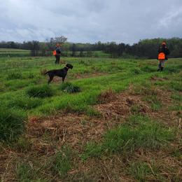 German Wirehaired Pointer Puppies from Fleetwood German Wirehaired Pointers