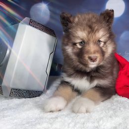 Pink collar F - Alaskan Malamute puppy in Spokane, Washington from Asgard Wooly Malamutes