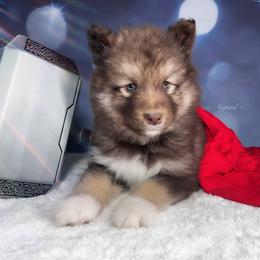 Pink collar F - Alaskan Malamute puppy in Spokane, Washington from Asgard Wooly Malamutes