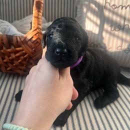 Denali (purple collar) - Black male Poodle puppy in Batavia, Ohio from The Livezey Standard-CKCS and Standard Poodles