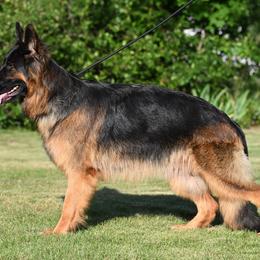 Kahlua - German Shepherd