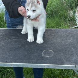 Girl 1 - Gray and white Siberian Husky puppy in Westfield, Vermont from Snowdancer Kennels, Reg