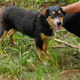 Girl 1 - Black tri female Miniature Australian Shepherd puppy in Fife Lake, Michigan from HaVen Homestead Miniature Australian Shepherds