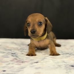 AKC Yellow collar Male - Red male Dachshund puppy in Calera, Alabama from Southern Sky Dachshunds
