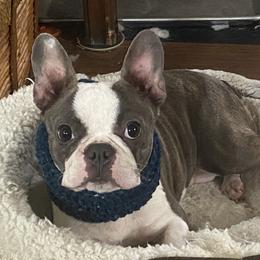 Duchess - Companion Cross