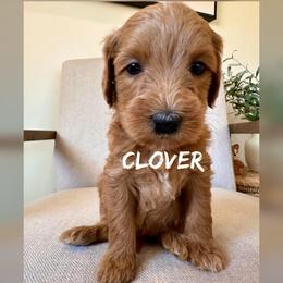 Clover - Red  female Goldendoodle puppy in Glendale, Arizona from Follow Your Bliss Doodles