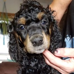 Poodle Puppies from MyTyme Kennels