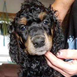 Poodle Puppies from MyTyme Kennels