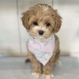 Goldendoodle Puppies from DayDream Doodles
