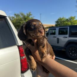 Dachshund Puppies from A Little Dach of Love