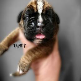 Trinity - Fawn female Boxer puppy in Spring Hill, Florida from Hart's Grand Boxers