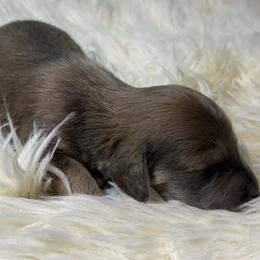 AKC limited girl 1 - Gray (blue) female Dachshund puppy in Bartlesville, Oklahoma from OkieDokieDox