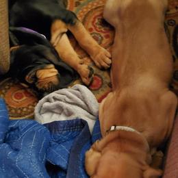 Bloodhound Puppies from Heritage Hounds