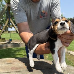 Sally - Black tan and white female Beagle puppy in Hudson, Michigan from Bachman’s Kennel