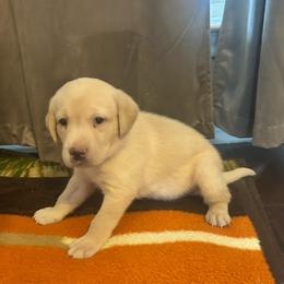 Yellow male 1 - Yellow male Labrador Retriever puppy in Prosper, Texas from Essayons Gundogs