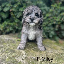 Miley - Merle female Cavapoo puppy in Strasburg, Pennsylvania from Still Water Puppies