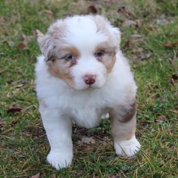 Mert - Red merle male Australian Shepherd puppy in Kansas, Oklahoma from Windy G Farm