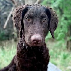 Chirp - Liver male Curly-Coated Retriever puppy in Salt Lake City, Utah from Betacoil Curly Coated Retrievers