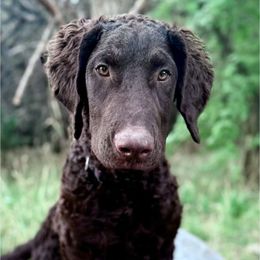 Chirp - Liver male Curly-Coated Retriever puppy in Salt Lake City, Utah from Betacoil Curly Coated Retrievers
