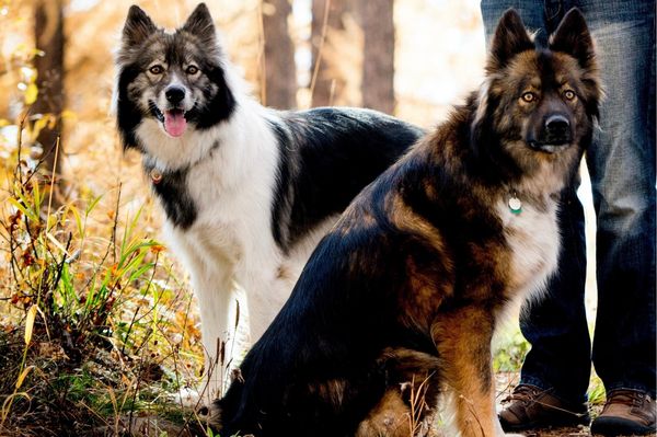 Find Native American Indian Dog puppies for sale near Georgia