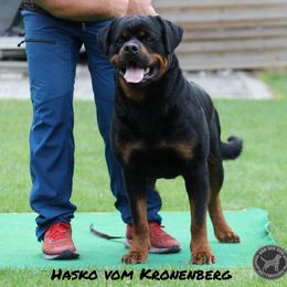 HASKO - Rottweiler